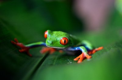 Red-Eyed Tree Frog