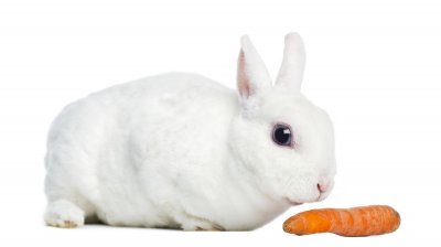 Mini Rex