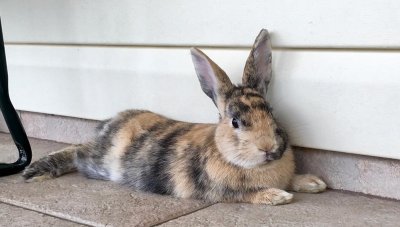 harlequin rabbit