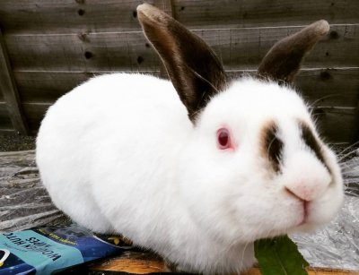 himalayan rabbit