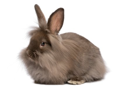 lionhead rabbit