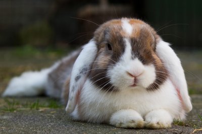 Mini-Lop