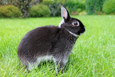 Netherland Dwarf