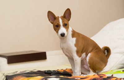 basenji puppy