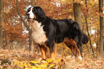 bernese mountain dog