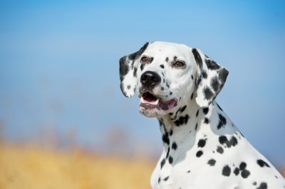 Dalmatian