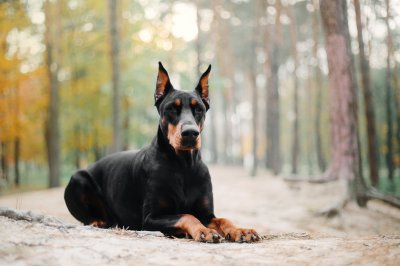 Doberman Pinscher