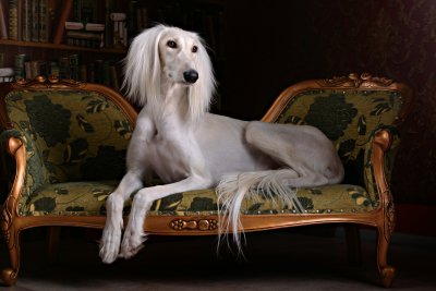 Saluki