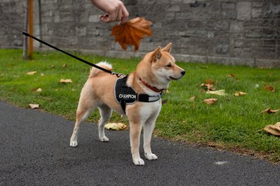 Shiba Inu