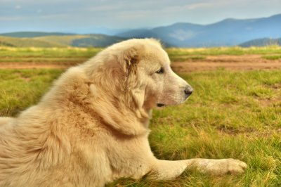 Great Pyrenees