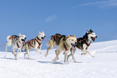 Siberian Husky dogs