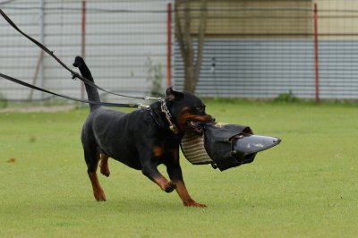 Rottweiler