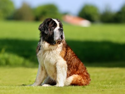 St Bernard dog