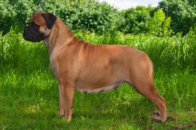 Bullmastiff