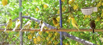 canary birds inside a cage