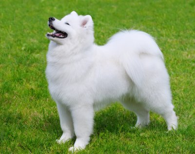 big white fluffy dog samoyed