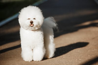 Bichon Frise