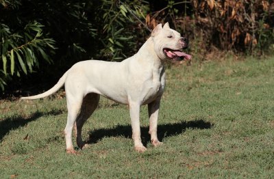 Dogo Argentino