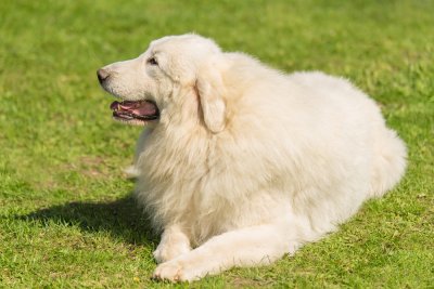 The Great Pyrenees