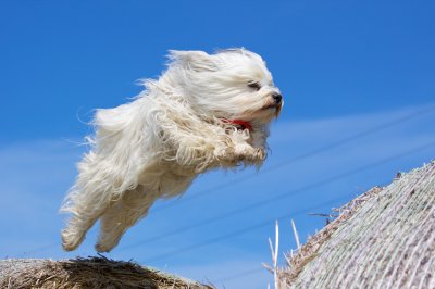 Havanese