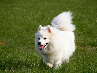 small white dog with pointy ears