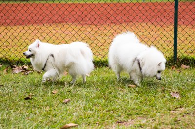 American Eskimo Dog