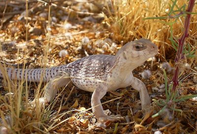 Iguane du désert