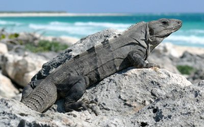 Schwarzer Stachelschwanzleguan