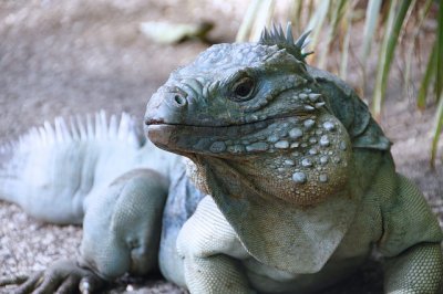 L'iguane du Grand Caïman (bleu)