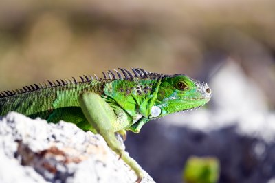 Iguane vert