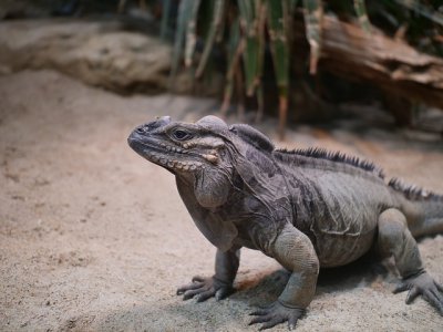 Iguana nosorożcowa