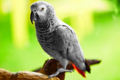 african grey parrot