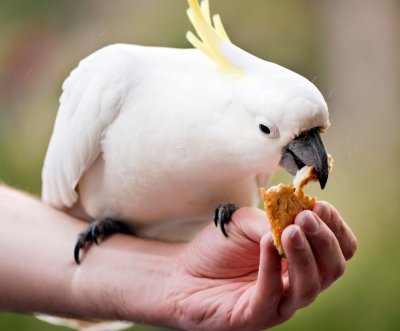 large cockatoo pet