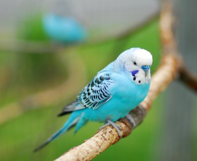 parakeet