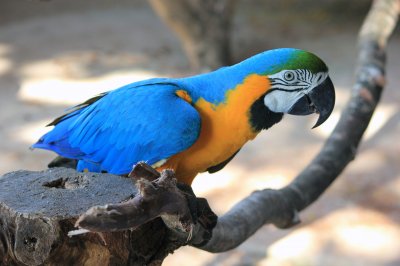 blue and gold macaw