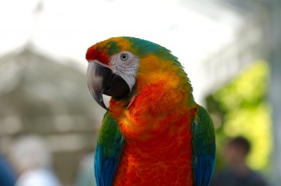 catalina macaw