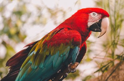 green winged macaw