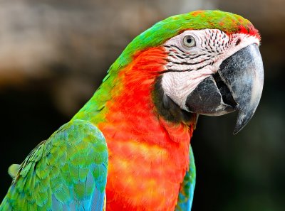 harlequin macaw