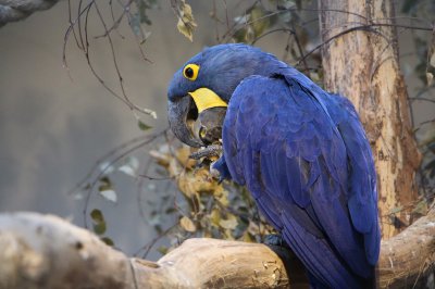 hyacinth macaw