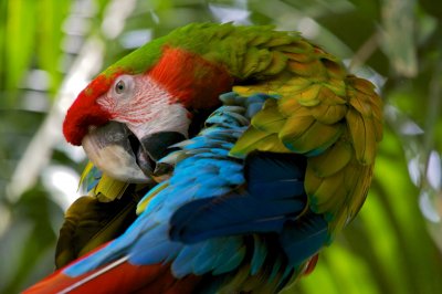 hybrid macaw