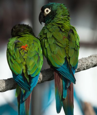 illiger macaw