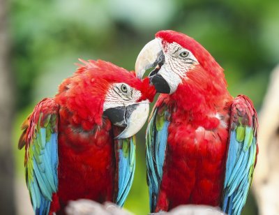 scarlet macaws