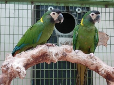 yellow collared macaw