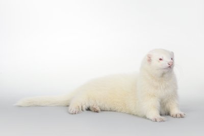 albino ferret