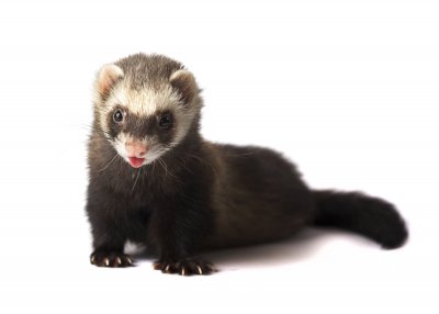 dark sable ferret