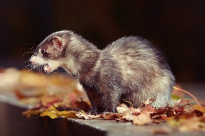 black sable ferret