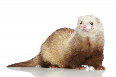 champagne ferret