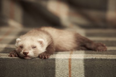 chocolate ferret