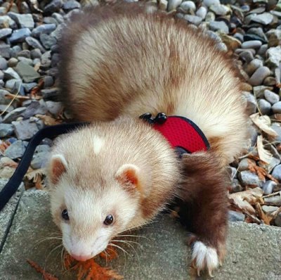 different breeds of ferrets