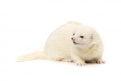 dark eyed white ferret